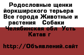 Родословные щенки йоркширского терьера - Все города Животные и растения » Собаки   . Челябинская обл.,Усть-Катав г.